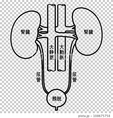 Simple illustration of kidney and bladder Simple illustration of kidney and bladder 108675758