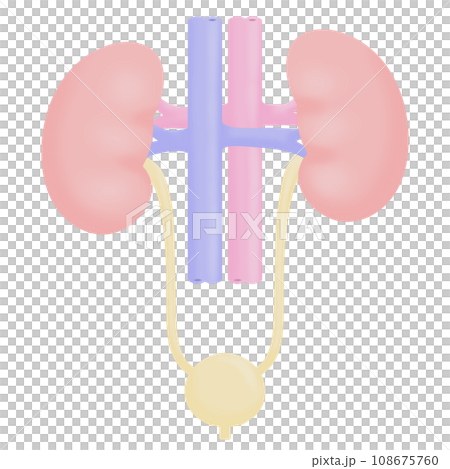 腎臟和膀胱的簡單圖解 108675760