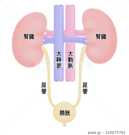 腎臓と膀胱のシンプルなイラスト 腎臓と膀胱のシンプルなイラスト 108675762