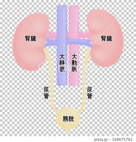 腎臓と膀胱のシンプルなイラスト 腎臓と膀胱のシンプルなイラスト 108675762