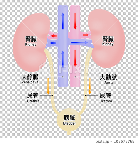 腎臓と膀胱のシンプルなイラスト 108675769