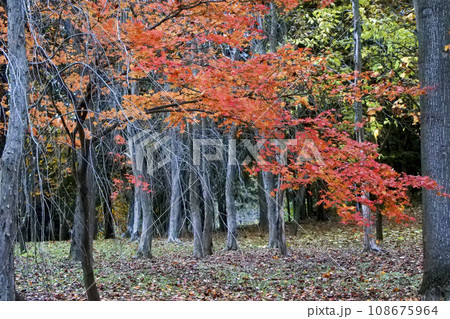 晩秋の風景　静寂の晩秋の色　冬を待つ森の景色 108675964