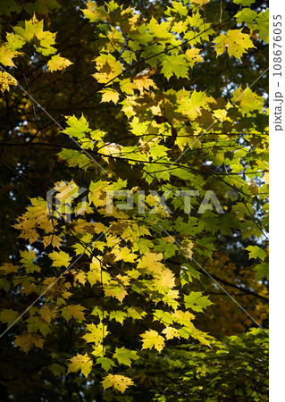 黄色に色づいた、黄葉したイチョウの葉 黄色に色づいた、黄葉したイチョウの葉 108676055