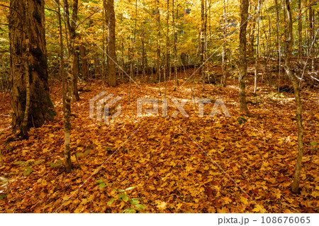 秋の紅葉が始まった林 108676065