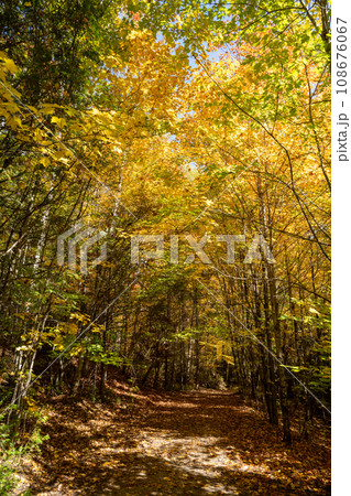 紅葉する木々 紅葉する木々 108676067