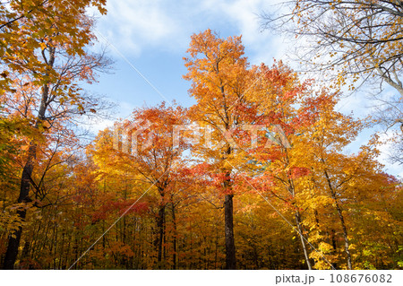 紅葉した木々　アルゴンキン・カナダ 108676082