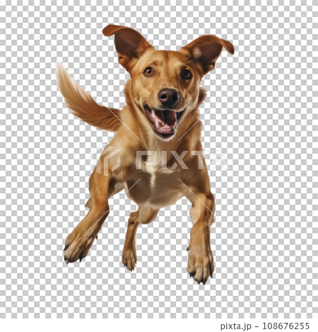 a dog in a jump isolated 108676255