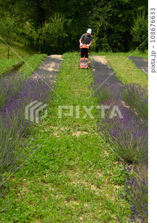 Working in the garden with a lawnmower, the gardener mows the grass between the lavender bushes. 108676633