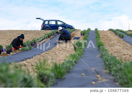 Planting lavender, man and woman planting lavender field, spring work in the field. 108677168
