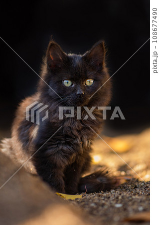 Street cat in the sunny day. Protection of stray abandoned animals. Street cat in the sunny day. Protection of stray abandoned animals. 108677490