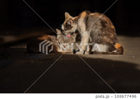 Two homeless cats touchingly care for each other and lick each other. Touching pair of homeless wild sad cats. Two homeless cats touchingly care for each other and lick each other. Touching pair of homeless wild sad cats. 108677496