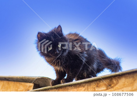 Adorable young cat sits on the wooden fence. Fluffy cat with dense wool is sitting on the fence. Adorable young cat sits on the wooden fence. Fluffy cat with dense wool is sitting on the fence. 108677506