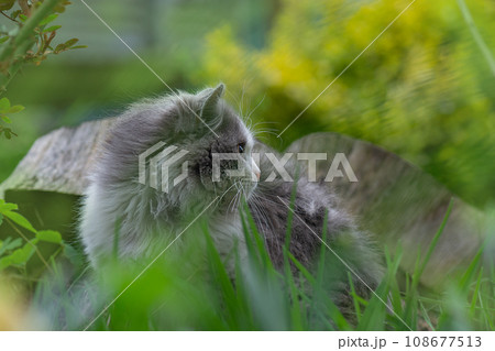 Cat friendly garden including safe non poisonous garden plants Cat friendly garden including safe non poisonous garden plants 108677513