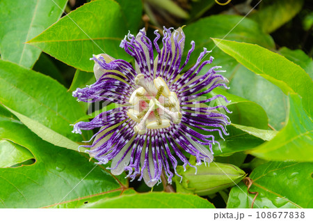 Passiflora Flower (Krishnakamal) Passiflora Flower (Krishnakamal) 108677838