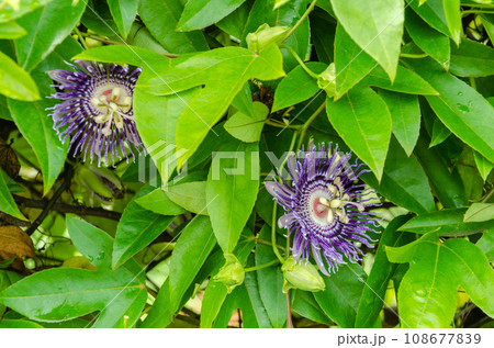 Passiflora Flower (Krishnakamal) Passiflora Flower (Krishnakamal) 108677839