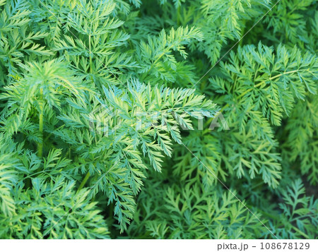 人参畑(Carrot field) 人参畑(Carrot field) 108678129