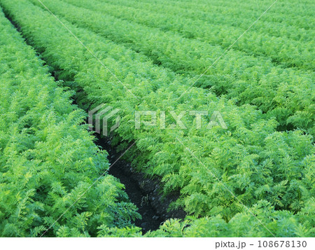 人参畑(Carrot field) 人参畑(Carrot field) 108678130