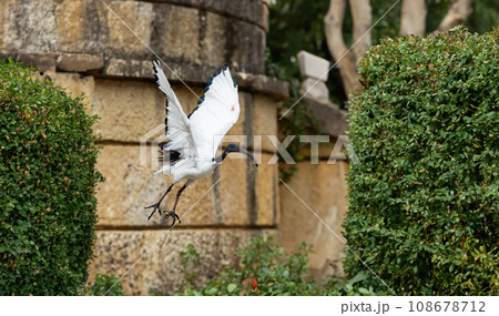 Ibis - White Bird Soaring Above a Vibrant Green Landscape 108678712