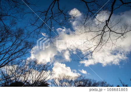 【自然・背景素材】冬空と冬の木 【自然・背景素材】冬空と冬の木 108681803