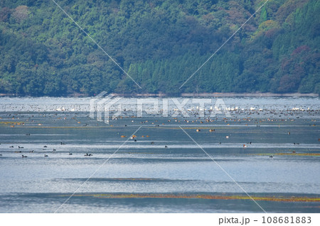 早朝の琵琶湖の沖で休むコハクチョウとカモ類 早朝の琵琶湖の沖で休むコハクチョウとカモ類 108681883