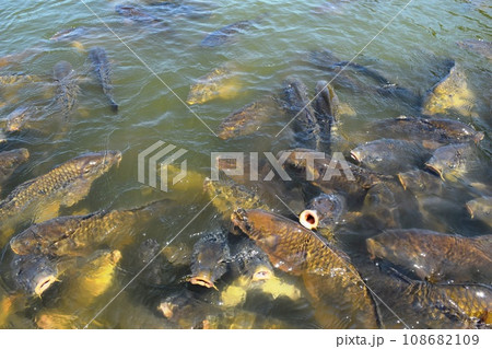 池で泳ぐ鯉 池で泳ぐ鯉 108682109