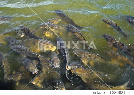 池で泳ぐ鯉 池で泳ぐ鯉 108682112