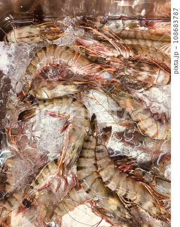 新鮮なエビが魚屋に並ぶ 108683787