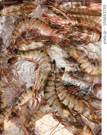 新鮮なエビが魚屋に並ぶ 108683788