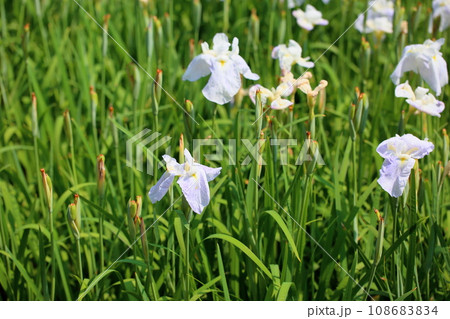 ハナショウブの花　乙女の夢 108683834