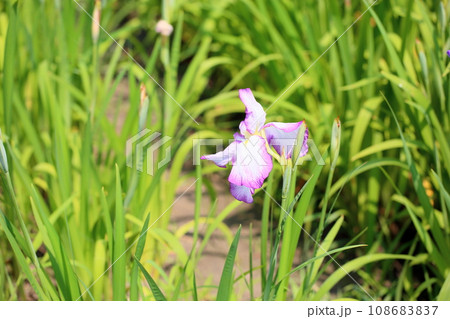 ハナショウブの花 東鹿子 ハナショウブの花 東鹿子 108683837
