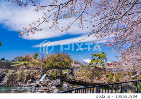 （静岡県長泉町）鮎壺の滝・桜の季節　後方に富士山 108683884