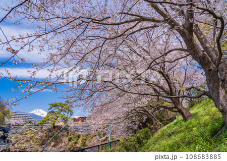 （静岡県長泉町）鮎壺の滝・桜の季節　後方に富士山 108683885
