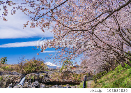（静岡県長泉町）鮎壺の滝・桜の季節　後方に富士山 108683886