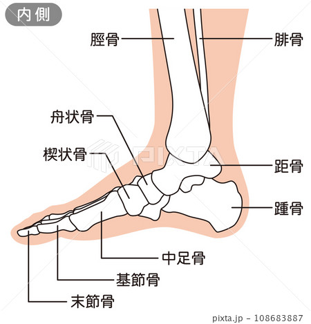 足の骨格図 右足内側 のイラスト素材 [108683887] - PIXTA