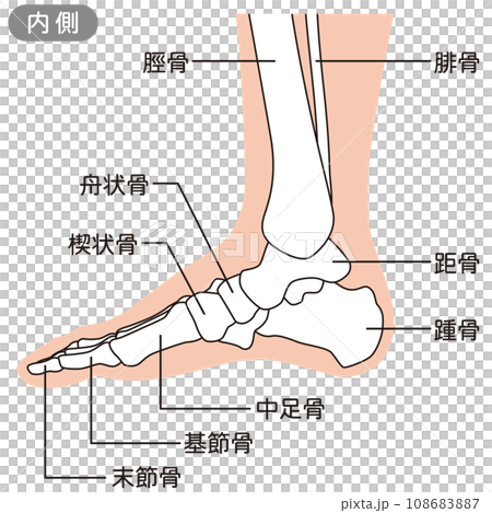 腳的骨骼圖，右腳內側 108683887