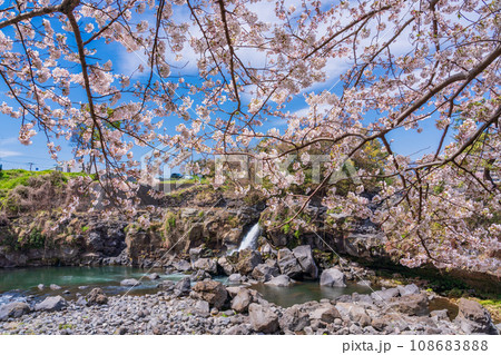 (静岡県長泉町)鮎壺の滝・桜の季節 (静岡県長泉町)鮎壺の滝・桜の季節 108683888