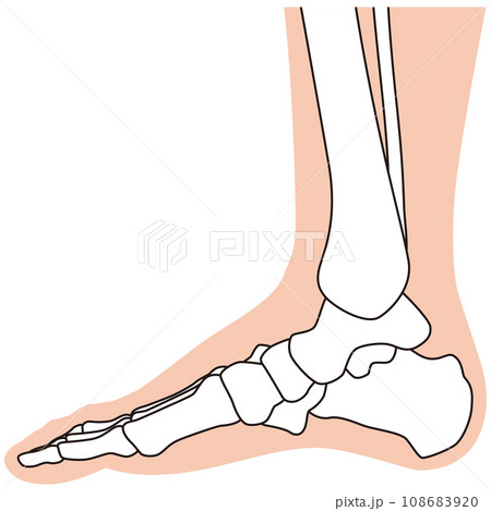 足の骨格図 右足内側のイラスト素材 [108683920] - PIXTA