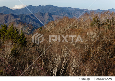 両神山山頂の早春のダケカンバ林と甲武信岳の眺め 108684229