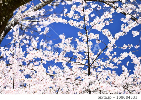 青空に映える桜 108684333