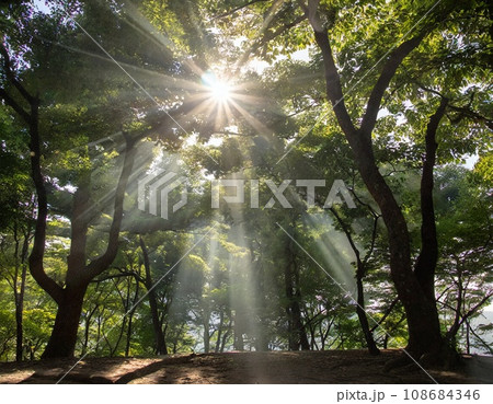 葉の間から森に差し込む太陽の光 葉の間から森に差し込む太陽の光 108684346