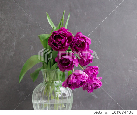 bouquet of gray red lilac tulips in glass vase on dark background. flower bouquet in vase on table 108684436