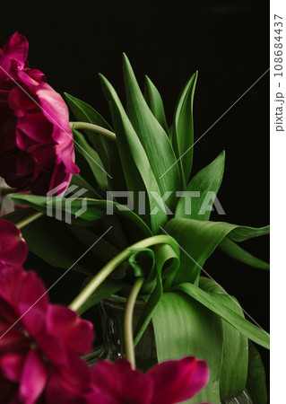 bouquet of dark red lilac tulips in glass vase on dark background. flower bouquet in vase on table 108684437
