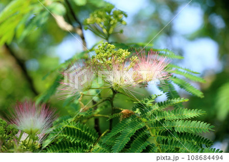 ネムノキの花　満開 108684494
