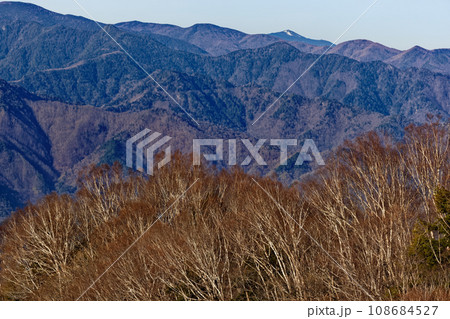 両神山山頂の早春のダケカンバ林と金峰山の眺め 両神山山頂の早春のダケカンバ林と金峰山の眺め 108684527