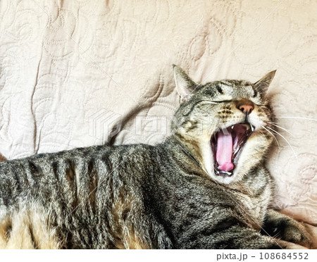 あくびをする猫 108684552