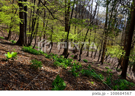 新緑の両神山・清滝小屋付近の森林 108684567