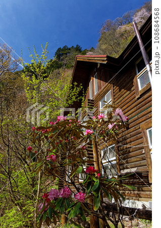 シャクナゲ咲く春の両神山・清滝小屋 シャクナゲ咲く春の両神山・清滝小屋 108684568