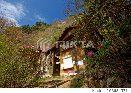 シャクナゲ咲く春の両神山・清滝小屋 シャクナゲ咲く春の両神山・清滝小屋 108684571