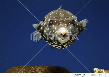 フグ　サザナミフグ　魚　あくび　Yawn　White-spotted puffer　puffer 108684585