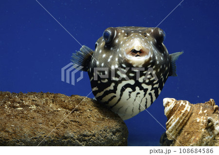 フグ サザナミフグ 魚 海水魚 泳ぐ魚 White-spotted puffer puffer フグ サザナミフグ 魚 海水魚 泳ぐ魚 White-spotted puffer puffer 108684586
